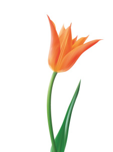 free vector Tulip Vector Flower