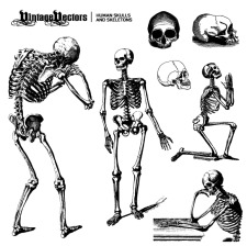 free vector Human Skulls and Skeletons