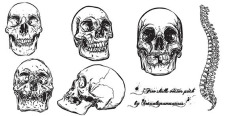 free vector Free human skull with backbone vector pack