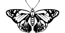 free vector Black and Whine Butterfly vector