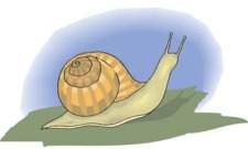 free vector Snail 4