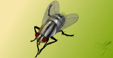 free vector Fly bug insect