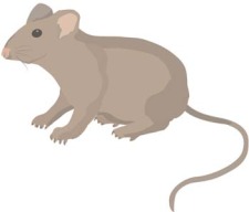 free vector Mice 3