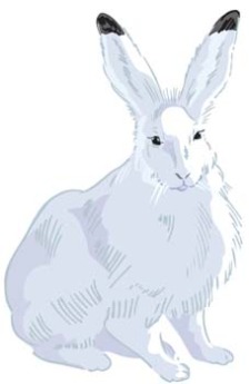 free vector Rabbit 2