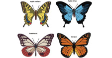free vector Colorful Butterfly set