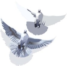free vector Pigeon vector 3