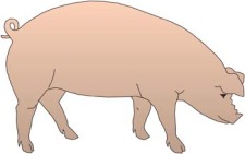 free vector Pig 36