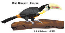 free vector Toucan bird