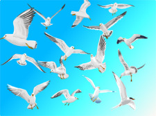 free vector Seagulls in blue sky free vector