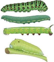 free vector Caterpillar 4