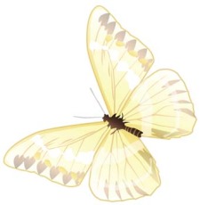 free vector Butterfly Vector 24