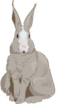 free vector Rabbit 3