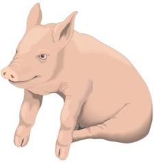 free vector Pig 1