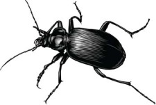 free vector Bugs 3