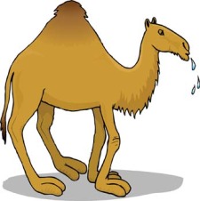 free vector Camel Vector 7