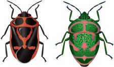free vector Bugs 10