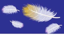 free vector Feather 3