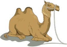 free vector Camel Vector 1