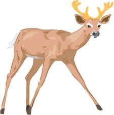 free vector Deer 2