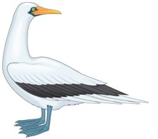 free vector Seagull vector 3