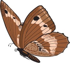 free vector Butterfly Vector 6