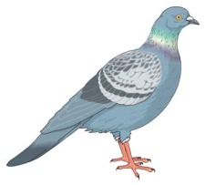 free vector Pigeon vector 5