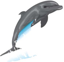 free vector Dolphin Vector 6