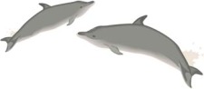 free vector Dolphin Vector 5