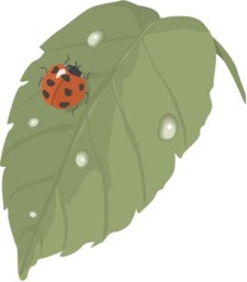 free vector Red Bugs 3