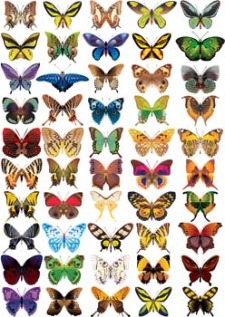 free vector Butterflies Vector 1