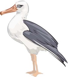 free vector Seagull vector 1