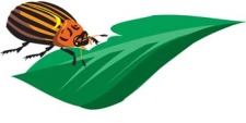 free vector Bugs 7