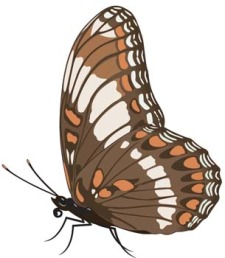 free vector Butterfly Vector 10