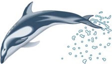free vector Dolphin Vector 3