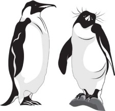 free vector Penguin 1