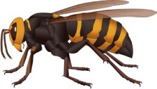 free vector Bee 26