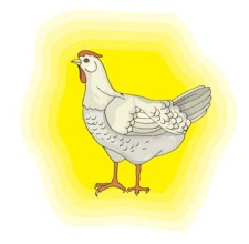 free vector Chicken 1