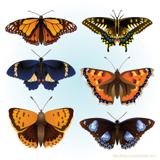 free vector Vector butterfly