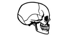 free vector Skull Profile Vector