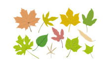 free vector Vector Leaf Collection