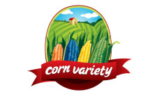 free vector Corn Variety