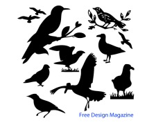 free vector Vector Birds