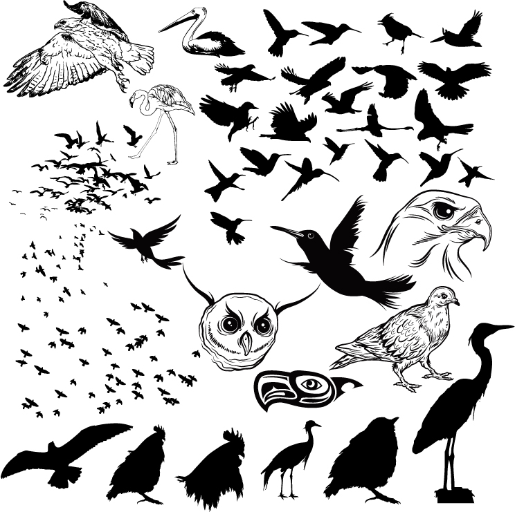 free vector A variety of birds and silhouette vector