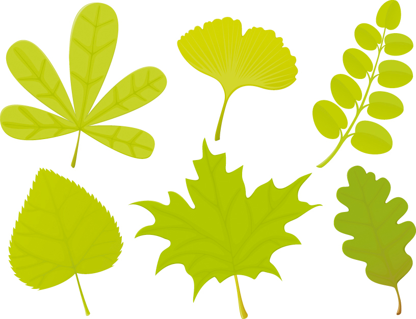 free vector A variety of leaf forms 04 vector