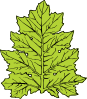 free vector Acanthus Leaf clip art