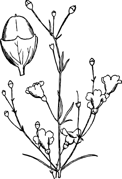 free vector Agalinis Obtusifolia clip art