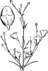 free vector Agalinis Obtusifolia clip art