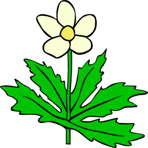 free vector Anemone Canadensis Flower clip art