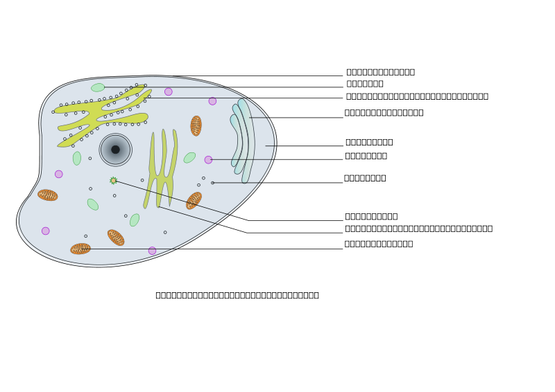 free vector Animal Cell Labelled