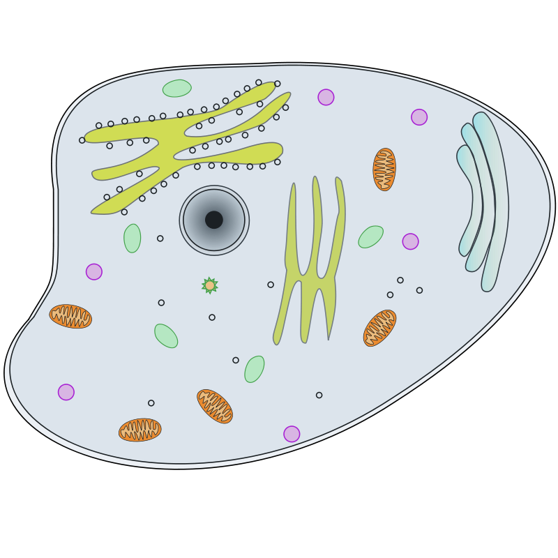 free vector Animal Cell